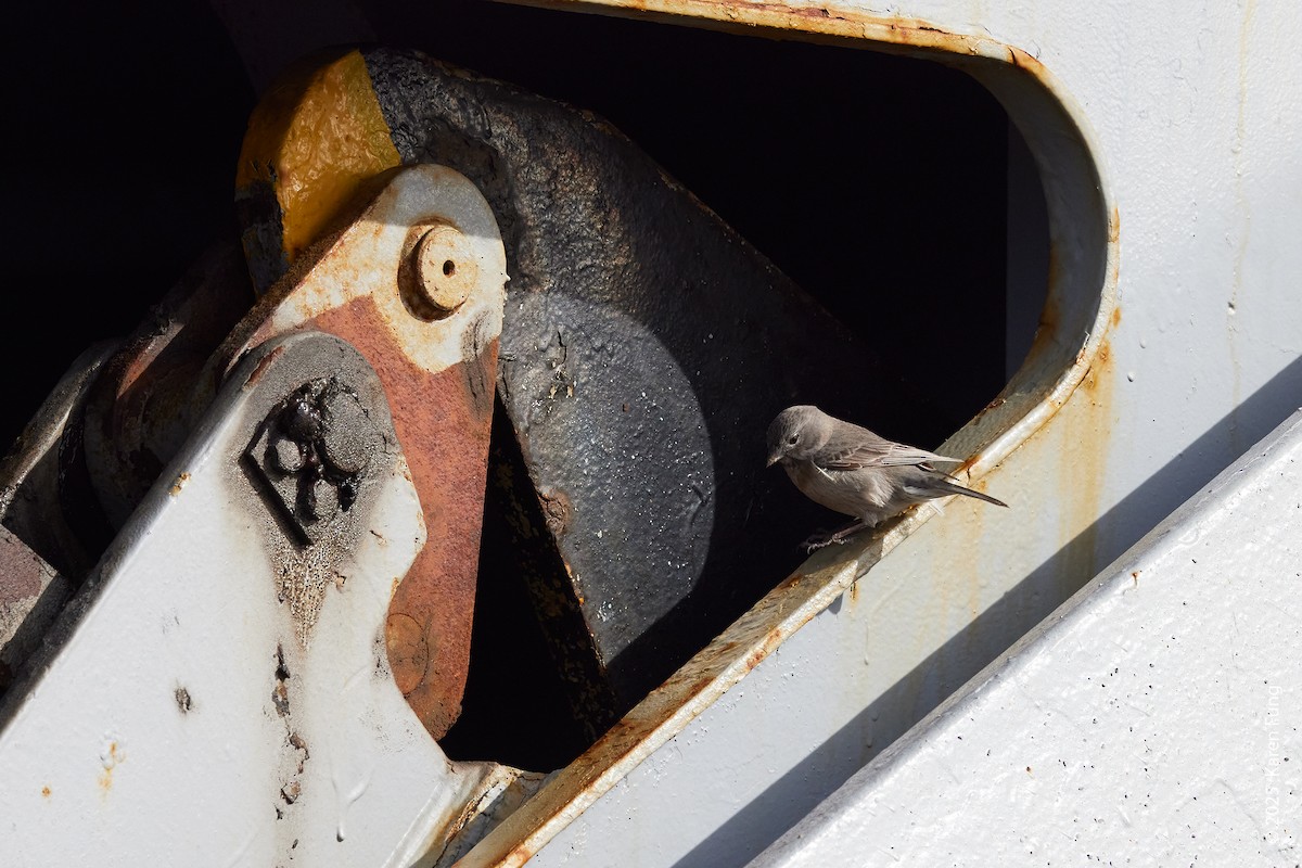 Gray-hooded Sierra Finch - ML647030777
