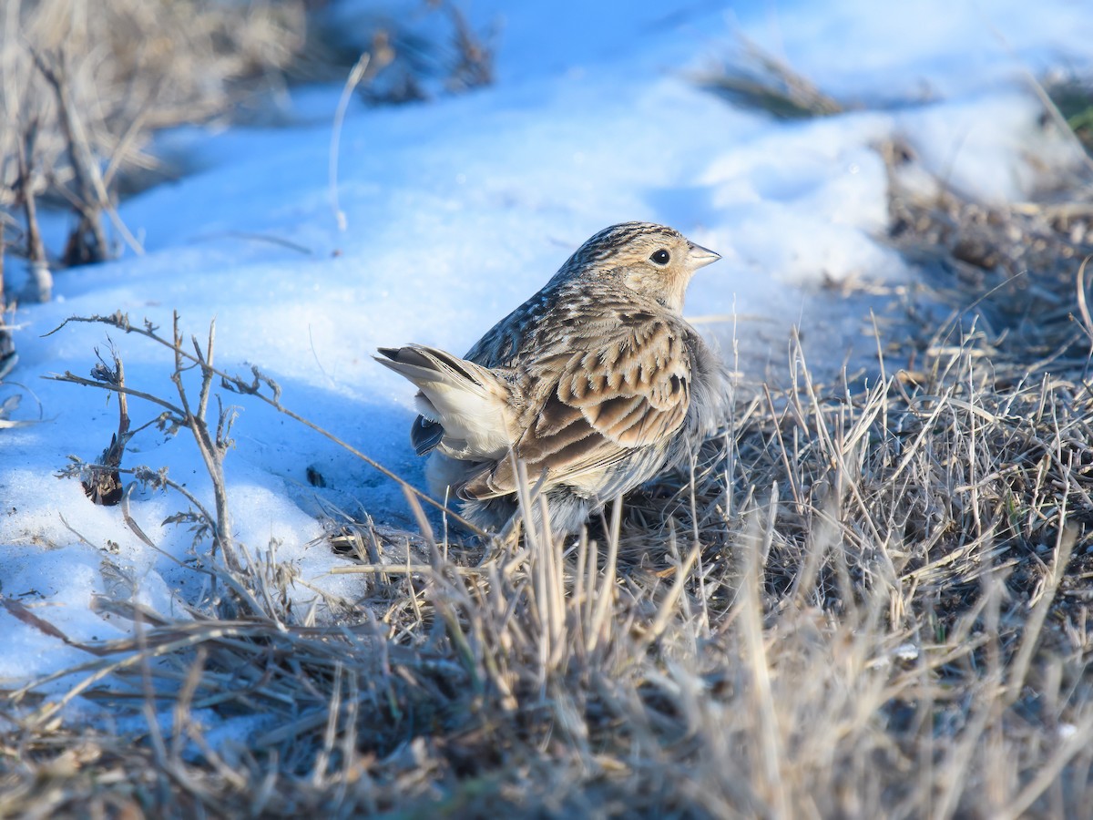 Chestnut-collared Longspur - ML647030786
