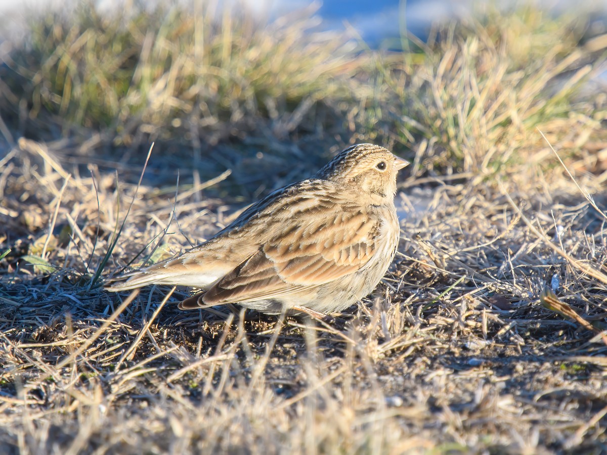 Chestnut-collared Longspur - ML647030794