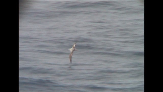 Тайфунник Кука - ML647030798