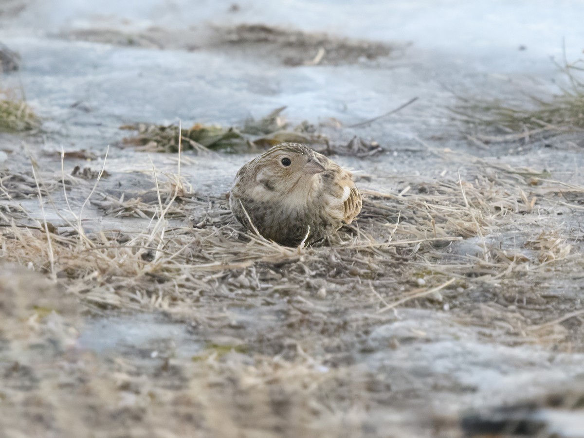 Chestnut-collared Longspur - ML647030816