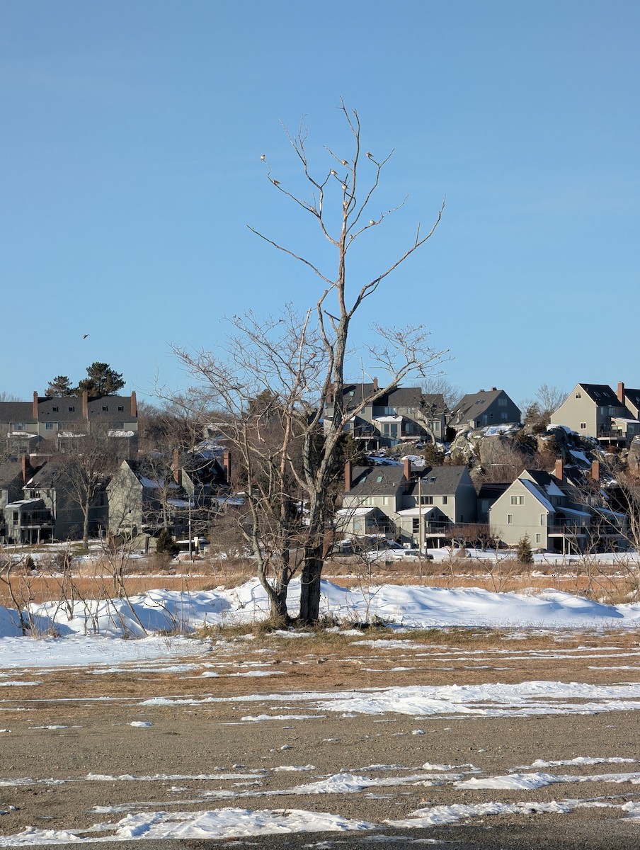 Snow Bunting - ML647030821