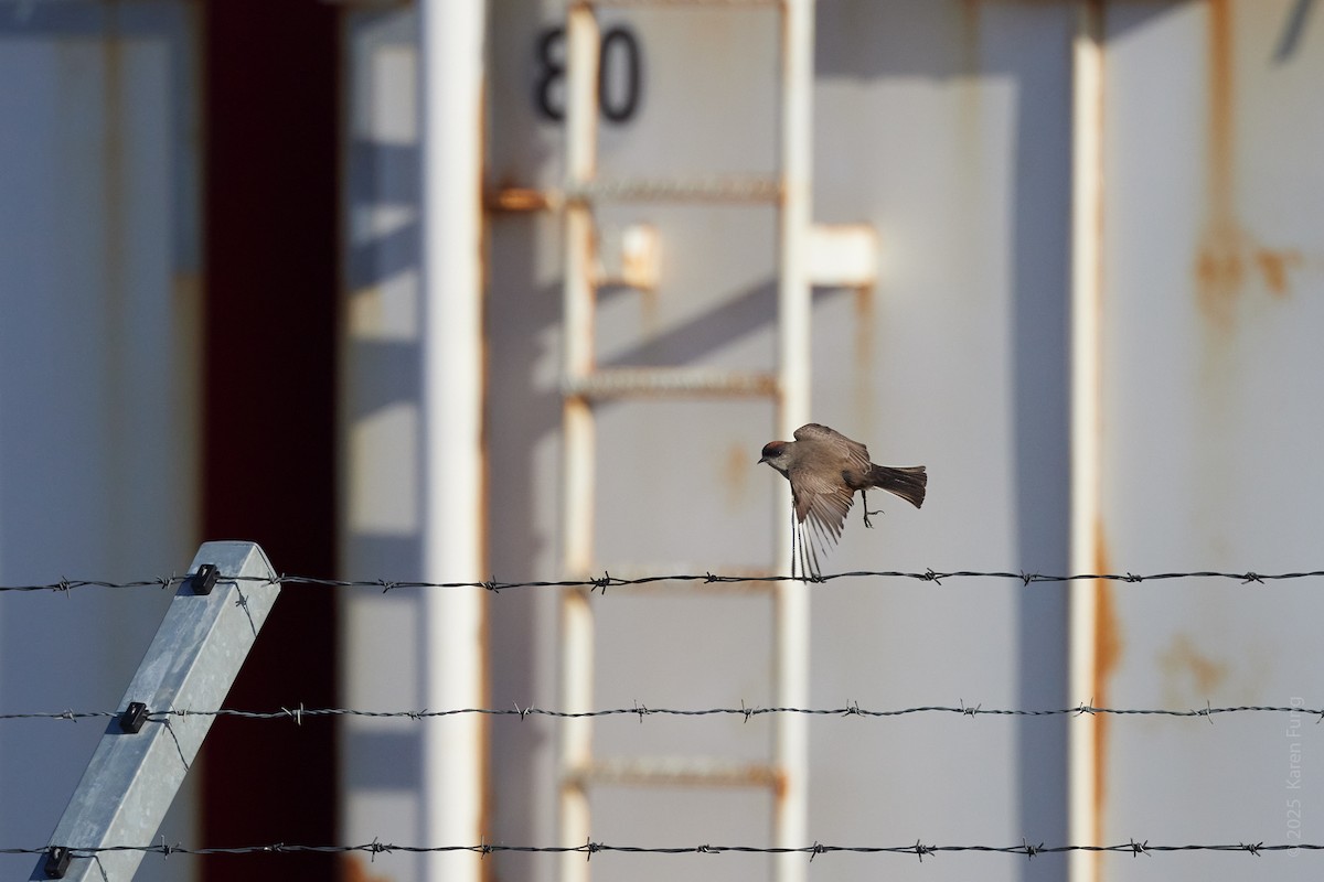 Dormilon à ventre roux - ML647030834