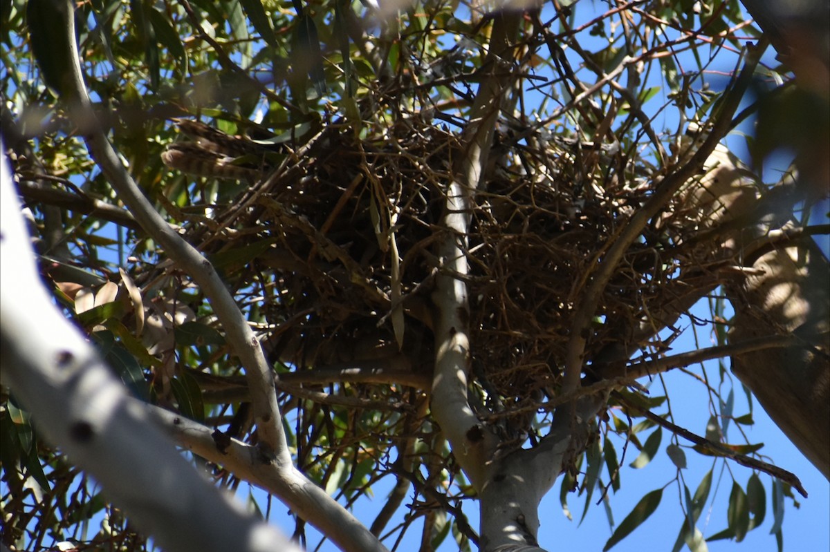 Ошейниковый перепелятник - ML647030837