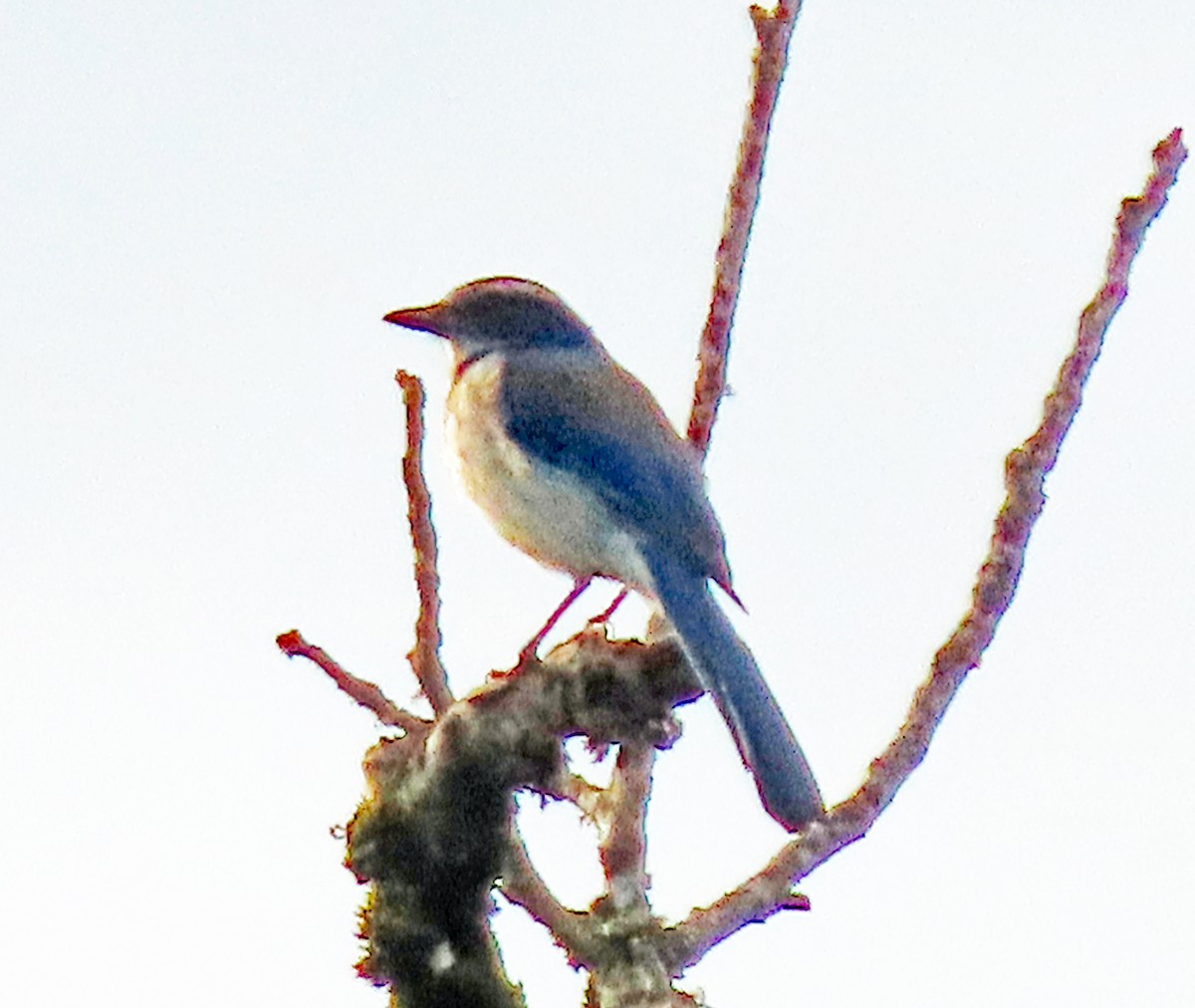 California Scrub-Jay - ML647030839