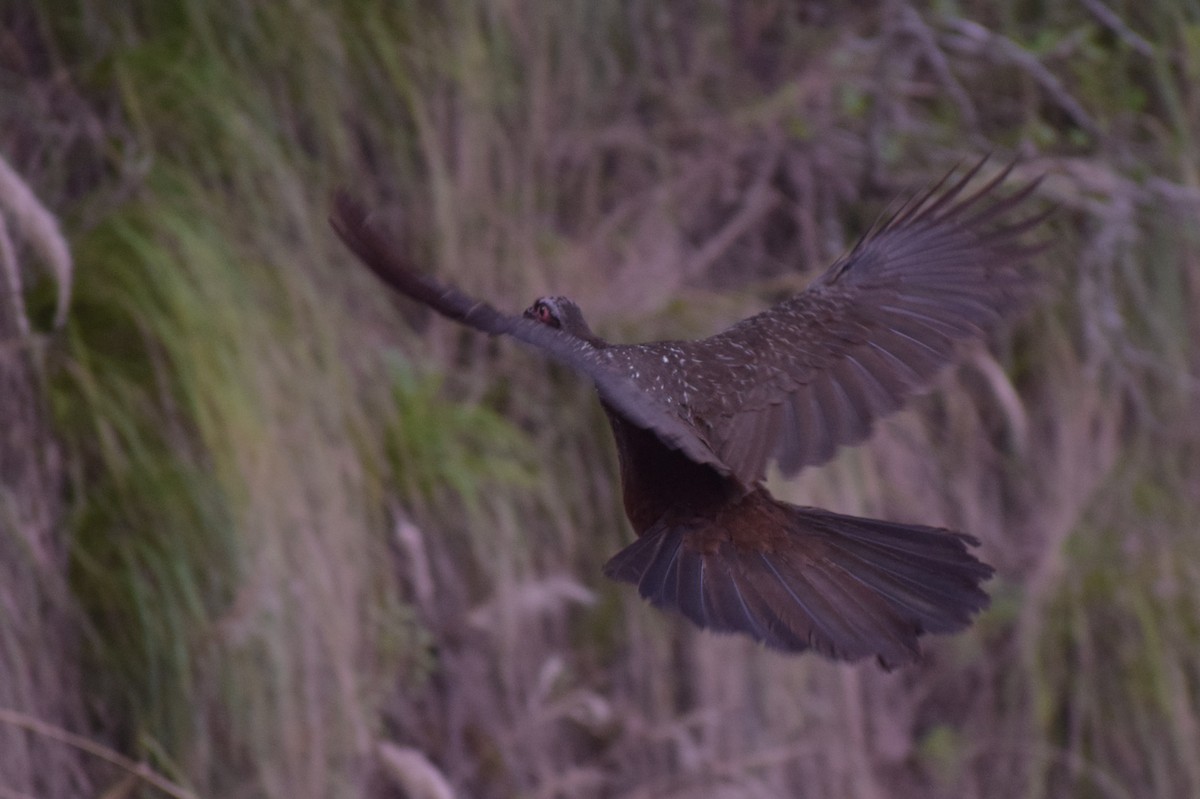 Краснолицая пенелопа - ML647030843