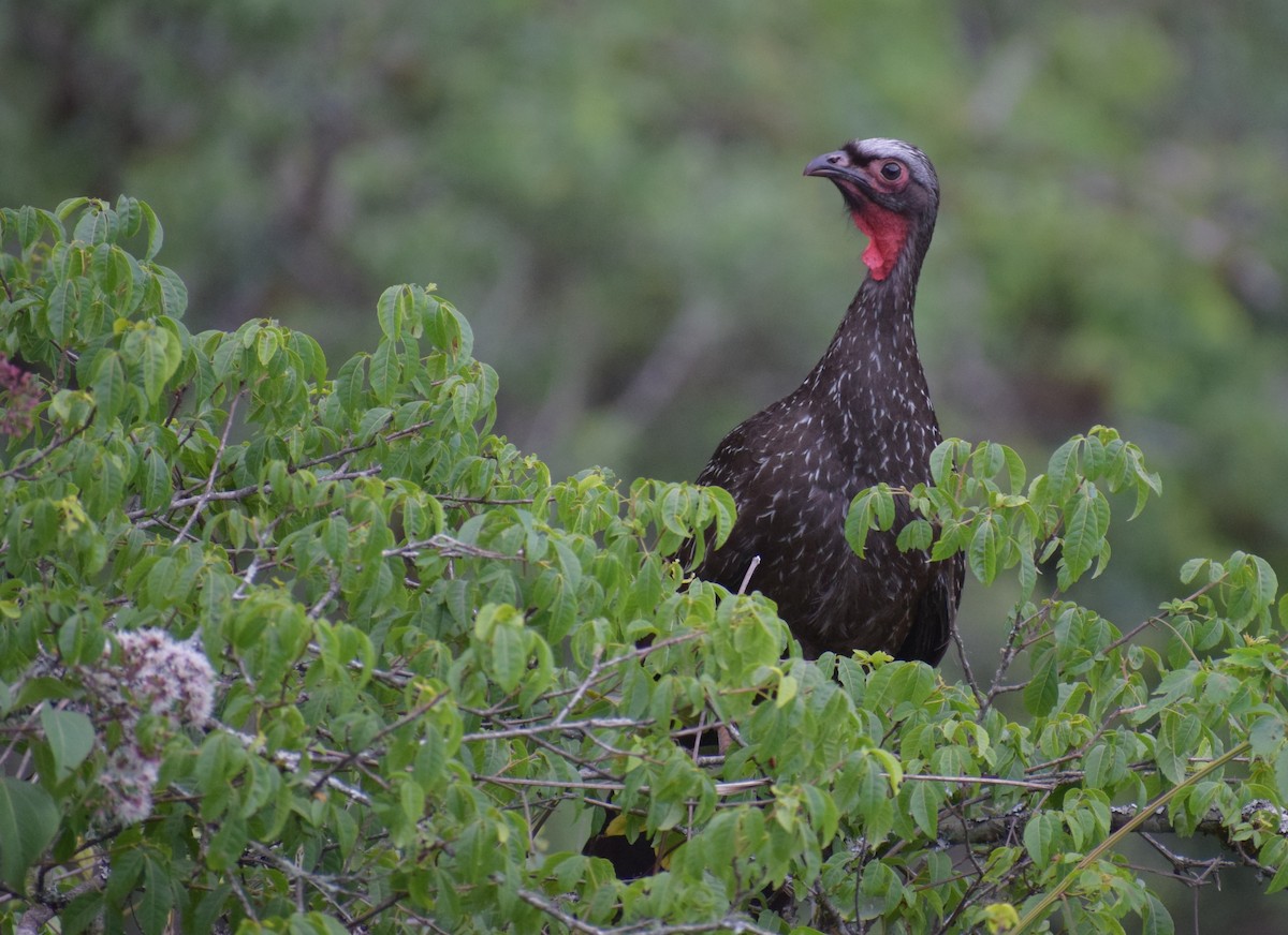 Краснолицая пенелопа - ML647030844