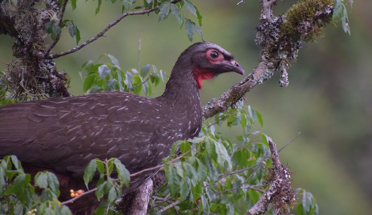 Краснолицая пенелопа - ML647030845