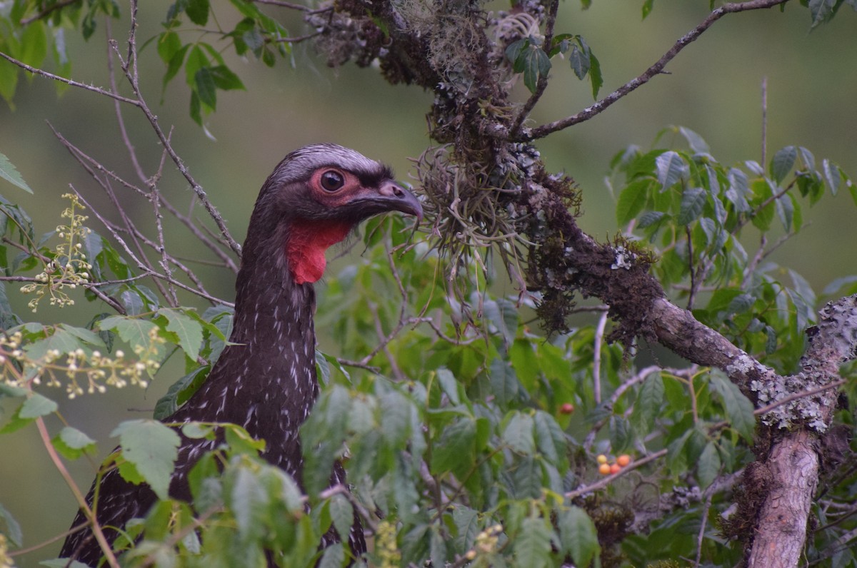 Краснолицая пенелопа - ML647030846
