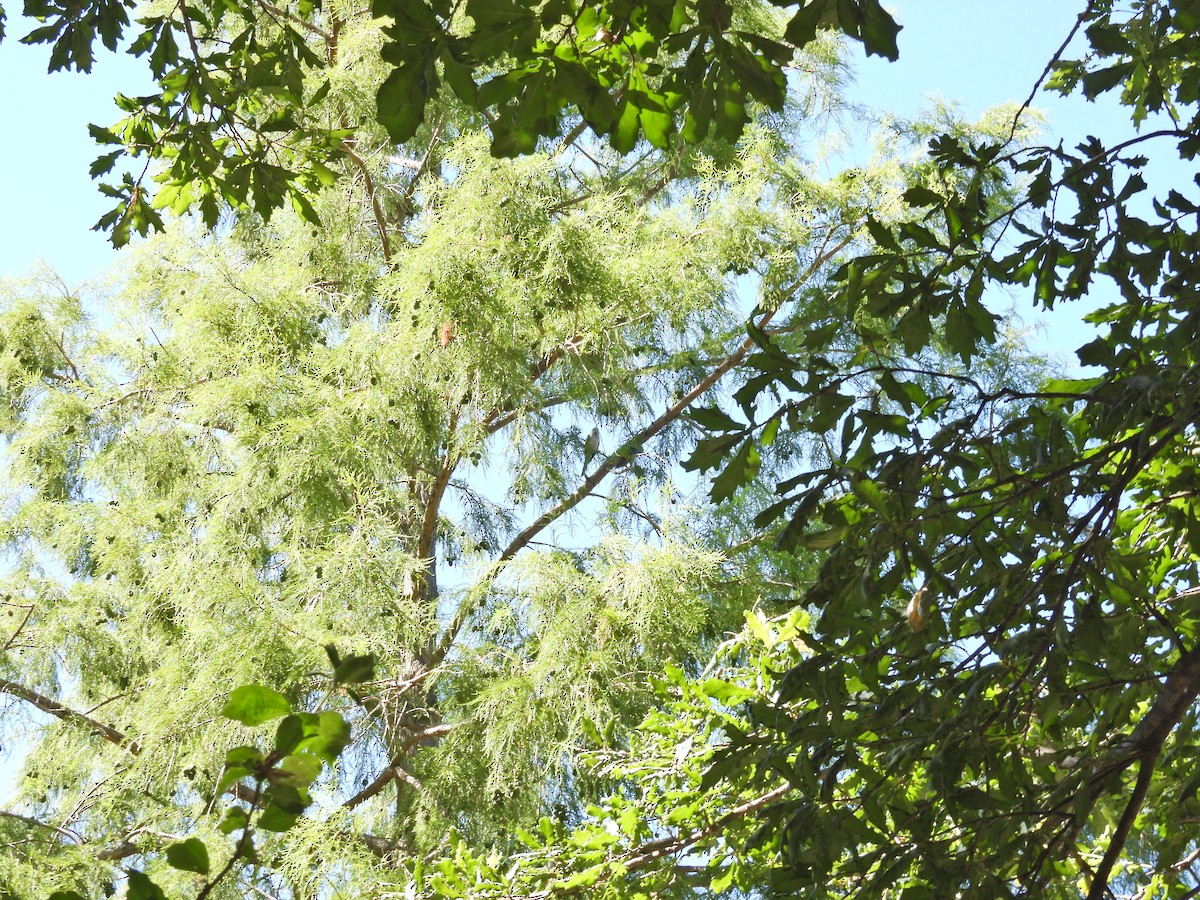 Калита сіроволий - ML647030858