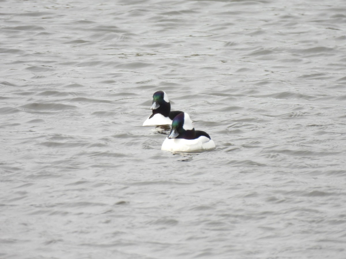 Bufflehead - ML647030860