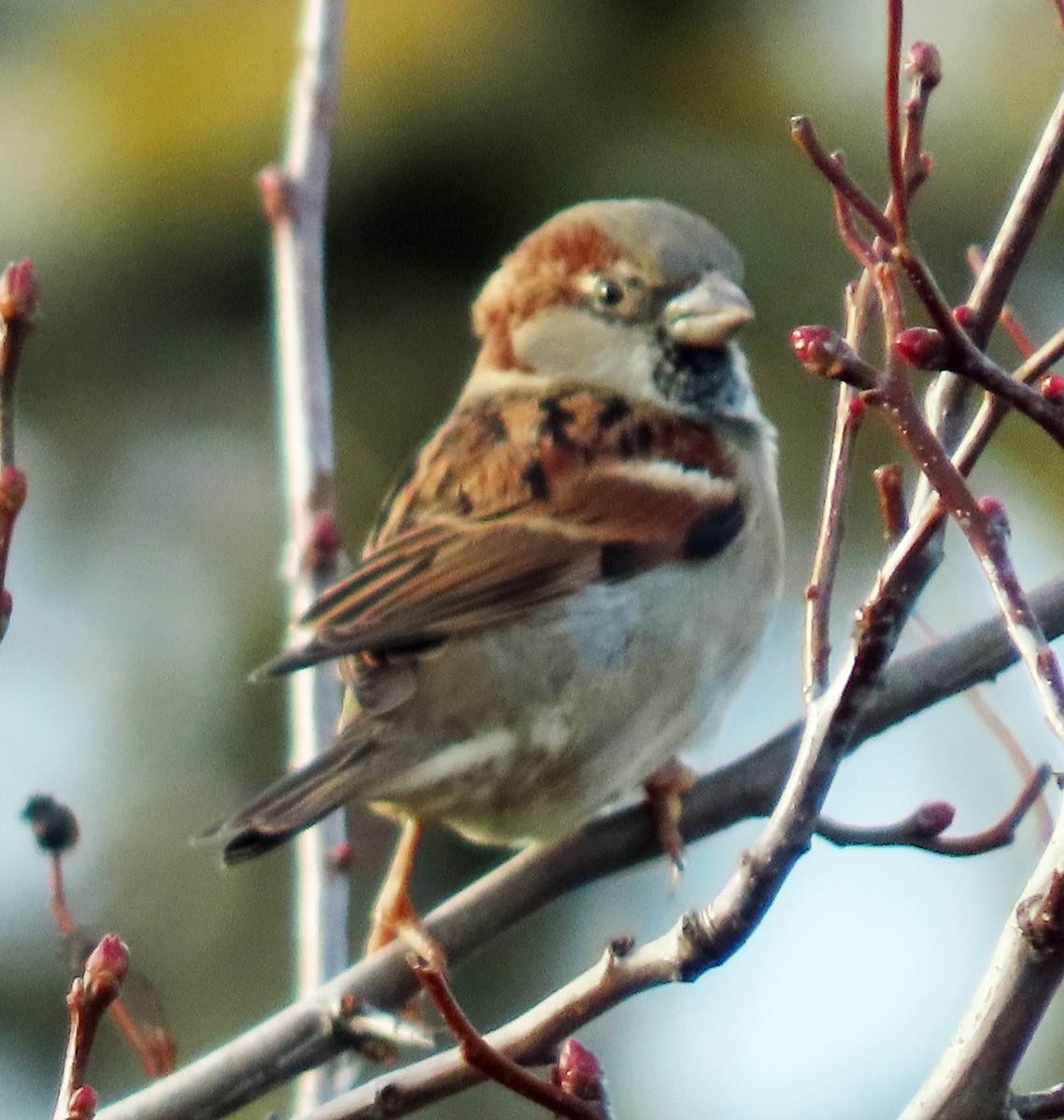 Gorrión Común - ML647030861