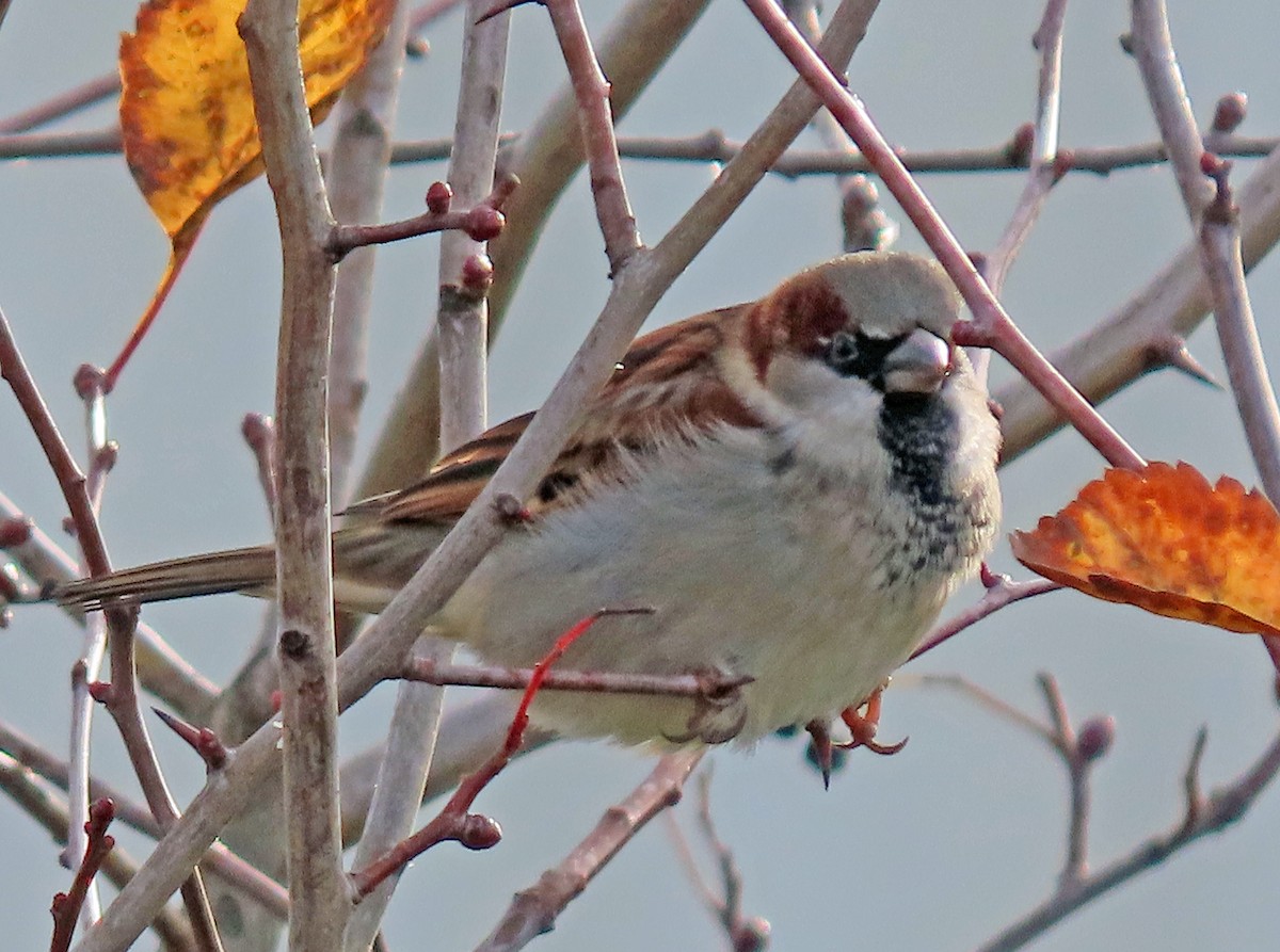 Gorrión Común - ML647030862