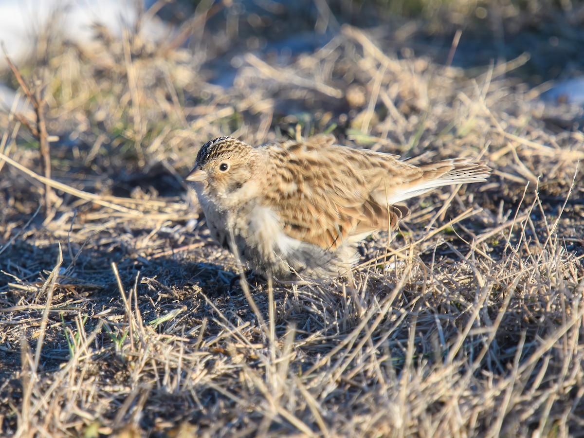Chestnut-collared Longspur - ML647030864