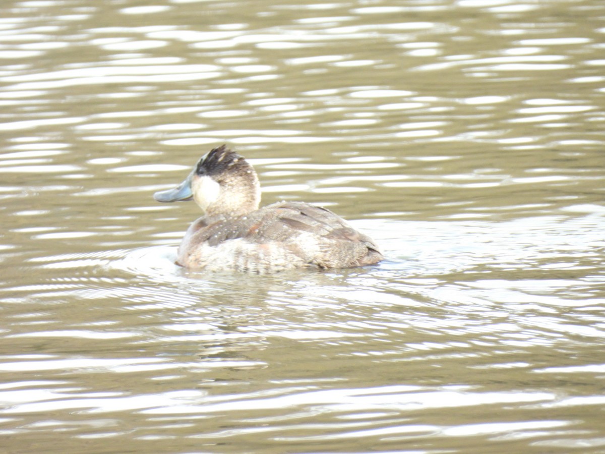 Ruddy Duck - ML647030868