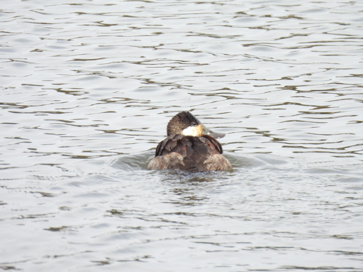 Ruddy Duck - ML647030869