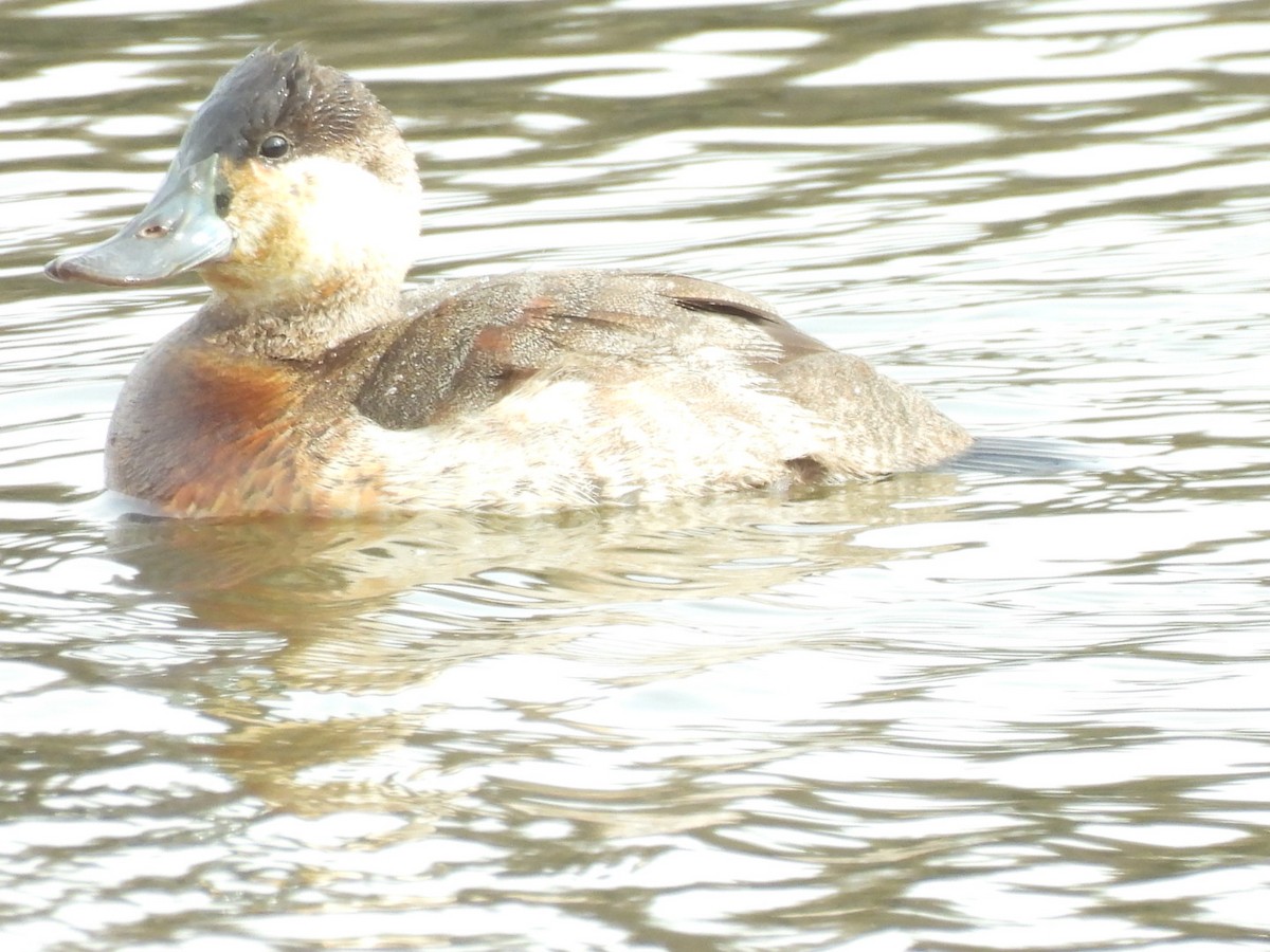 Ruddy Duck - ML647030870