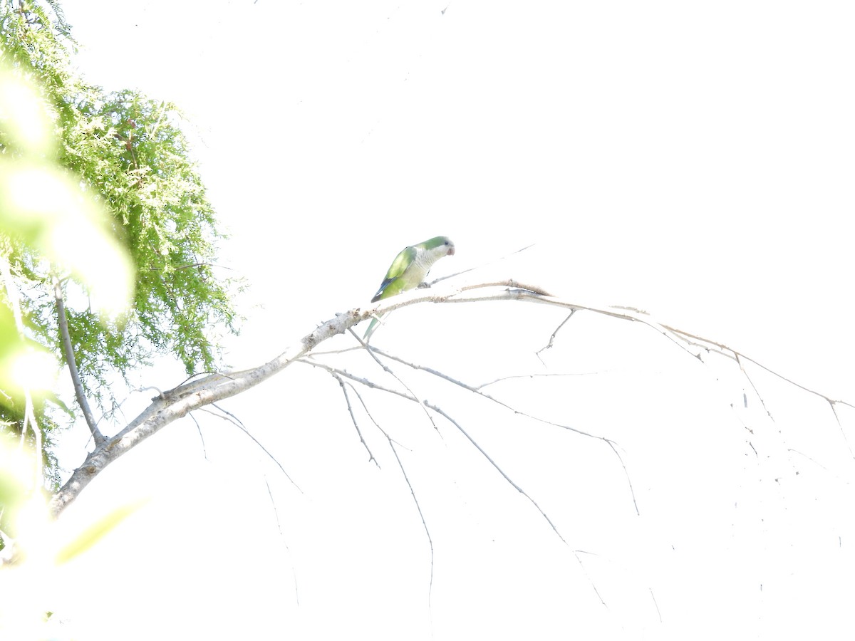 Калита сіроволий - ML647030872