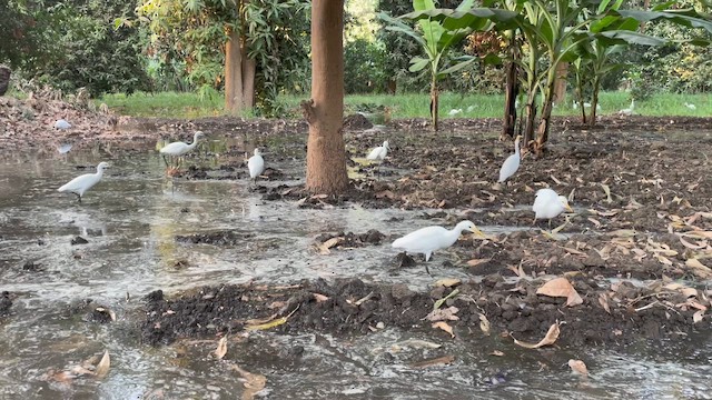 Чапля єгипетська західна - ML647030873