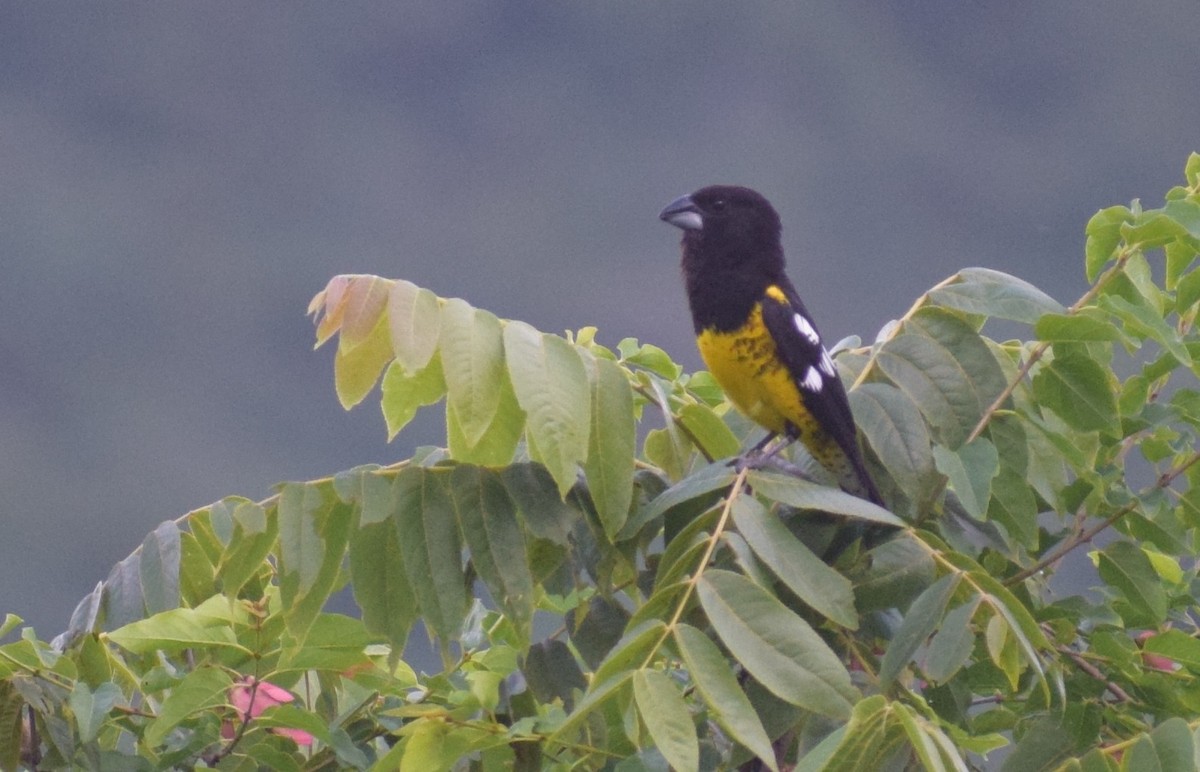 Black-backed Grosbeak - ML647030877