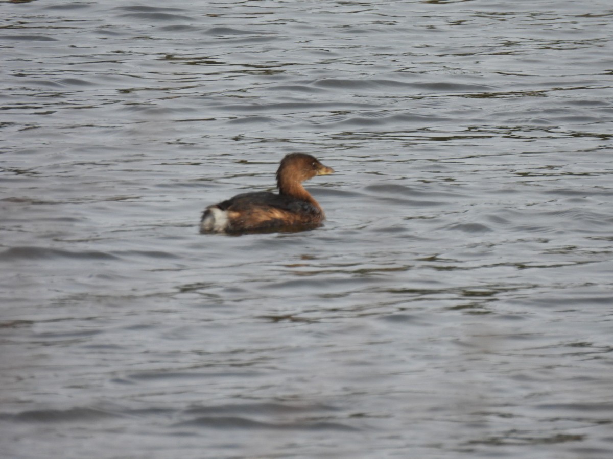 Pied-billed Grebe - ML647030878
