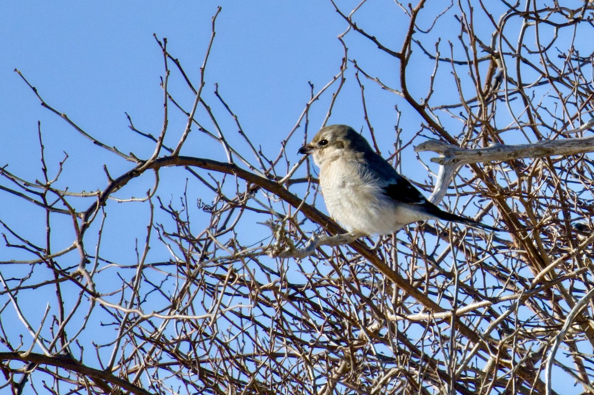 Northern Shrike - ML647030879
