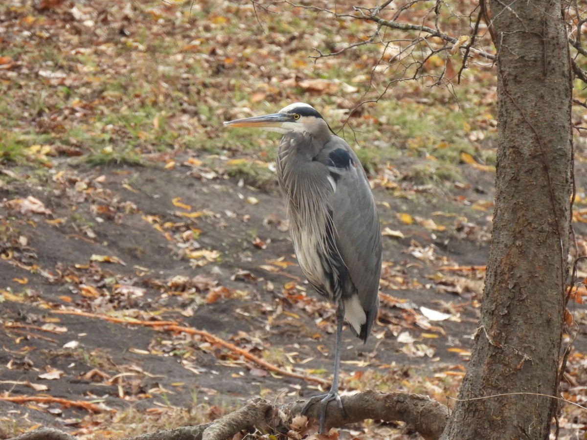 Great Blue Heron (Great Blue) - ML647030881