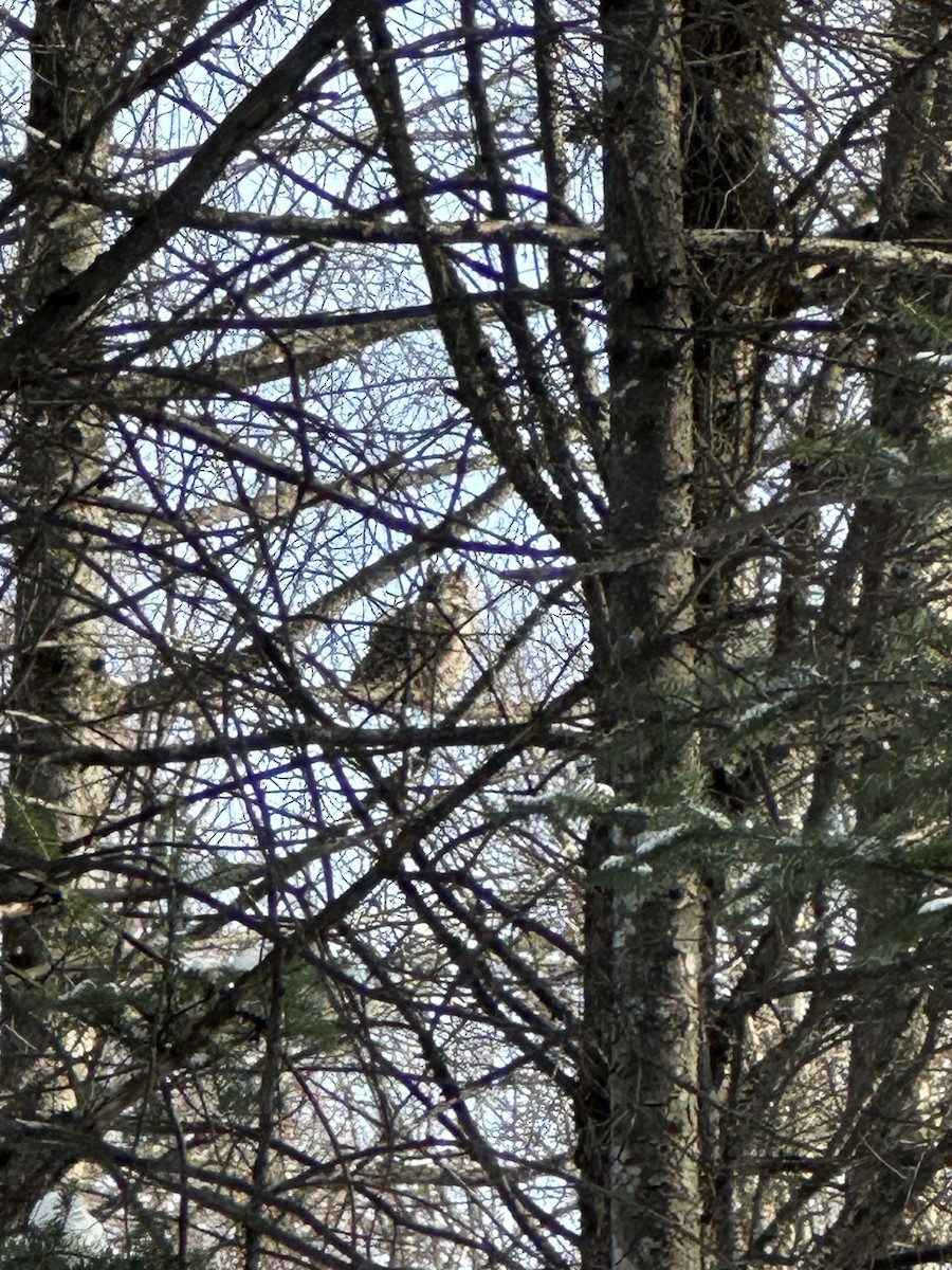 Great Horned Owl - ML647030889