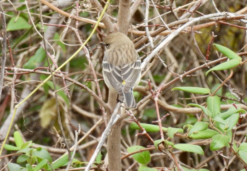 Yellow-rumped Warbler - ML647030890