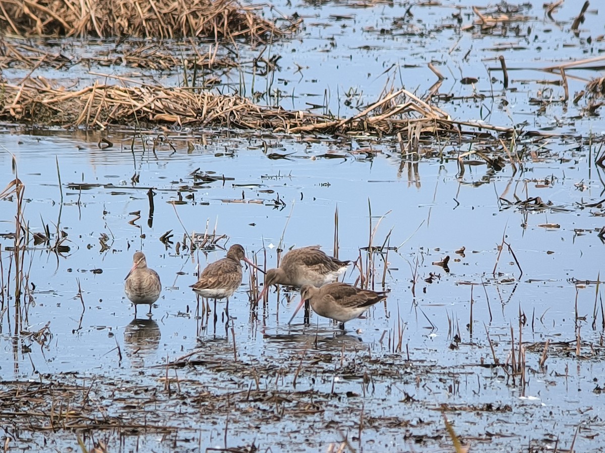 Black-tailed Godwit - ML647030891