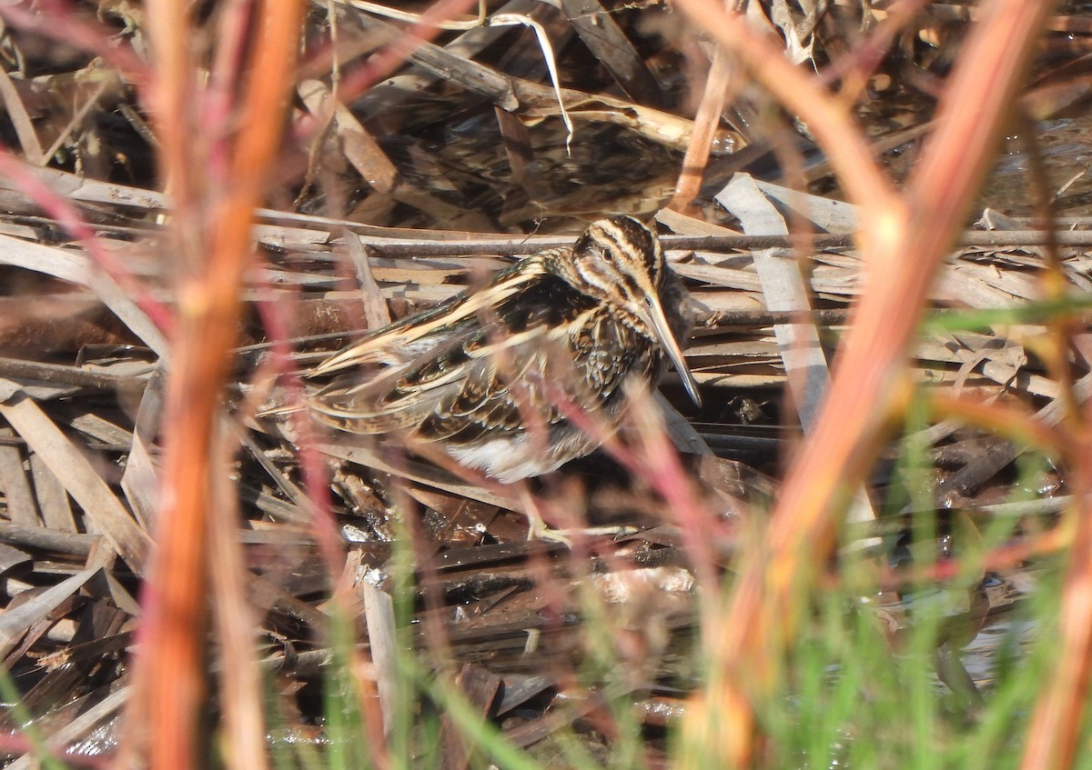 Jack Snipe - ML647030893