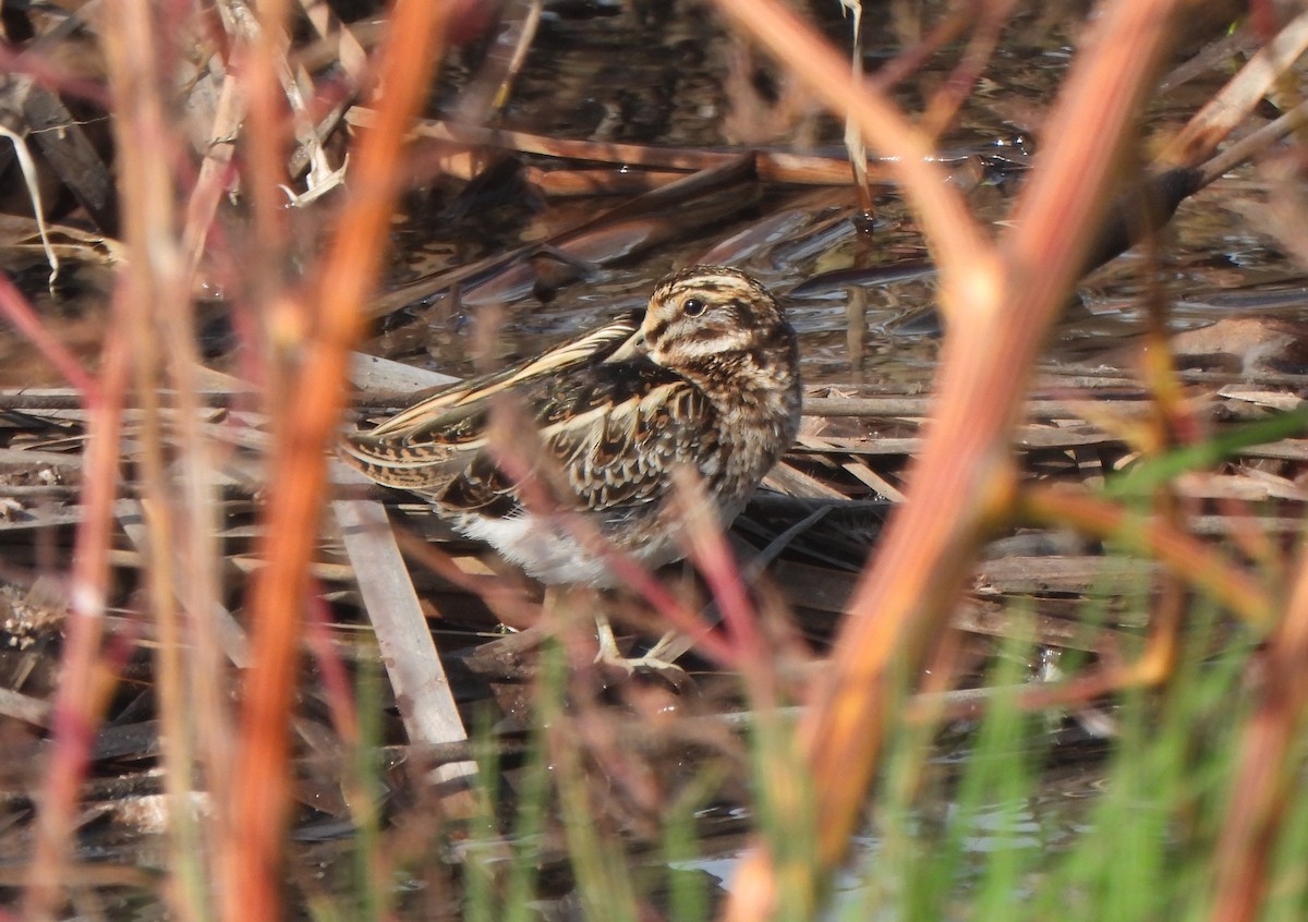 Jack Snipe - ML647030895