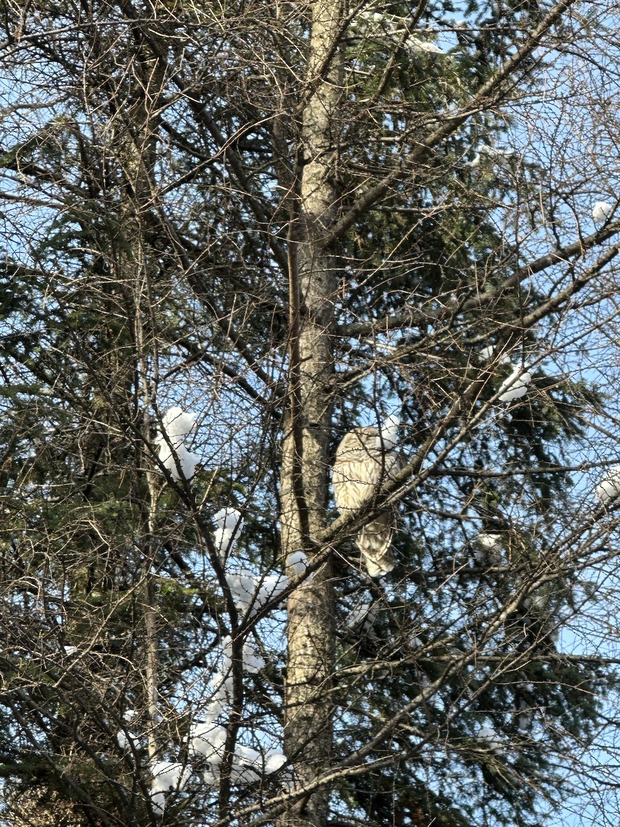 Barred Owl - ML647030896