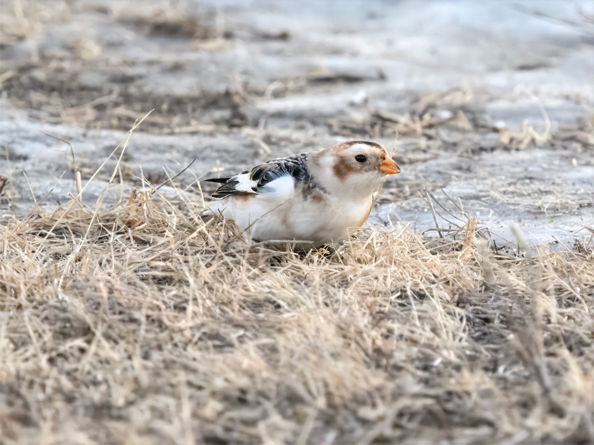 Snow Bunting - ML647030899