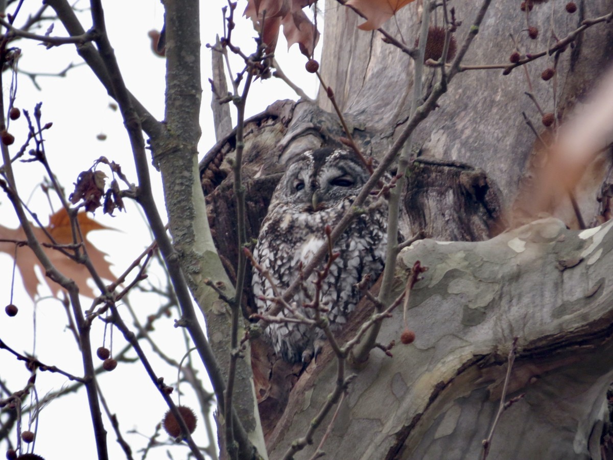 Tawny Owl - ML647030903