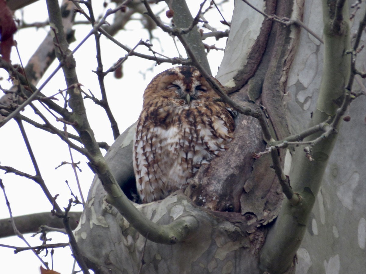 Tawny Owl - ML647030904