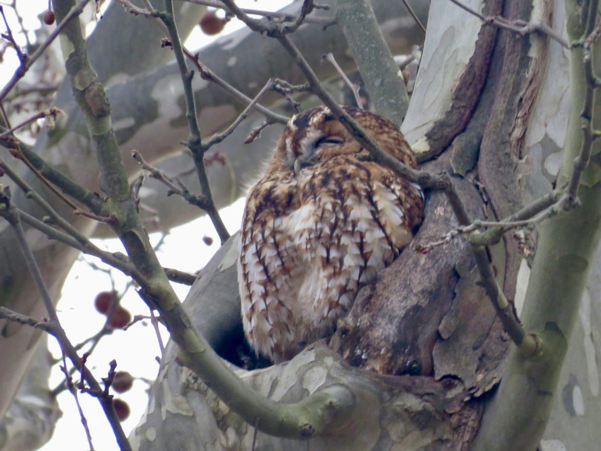 Tawny Owl - ML647030905