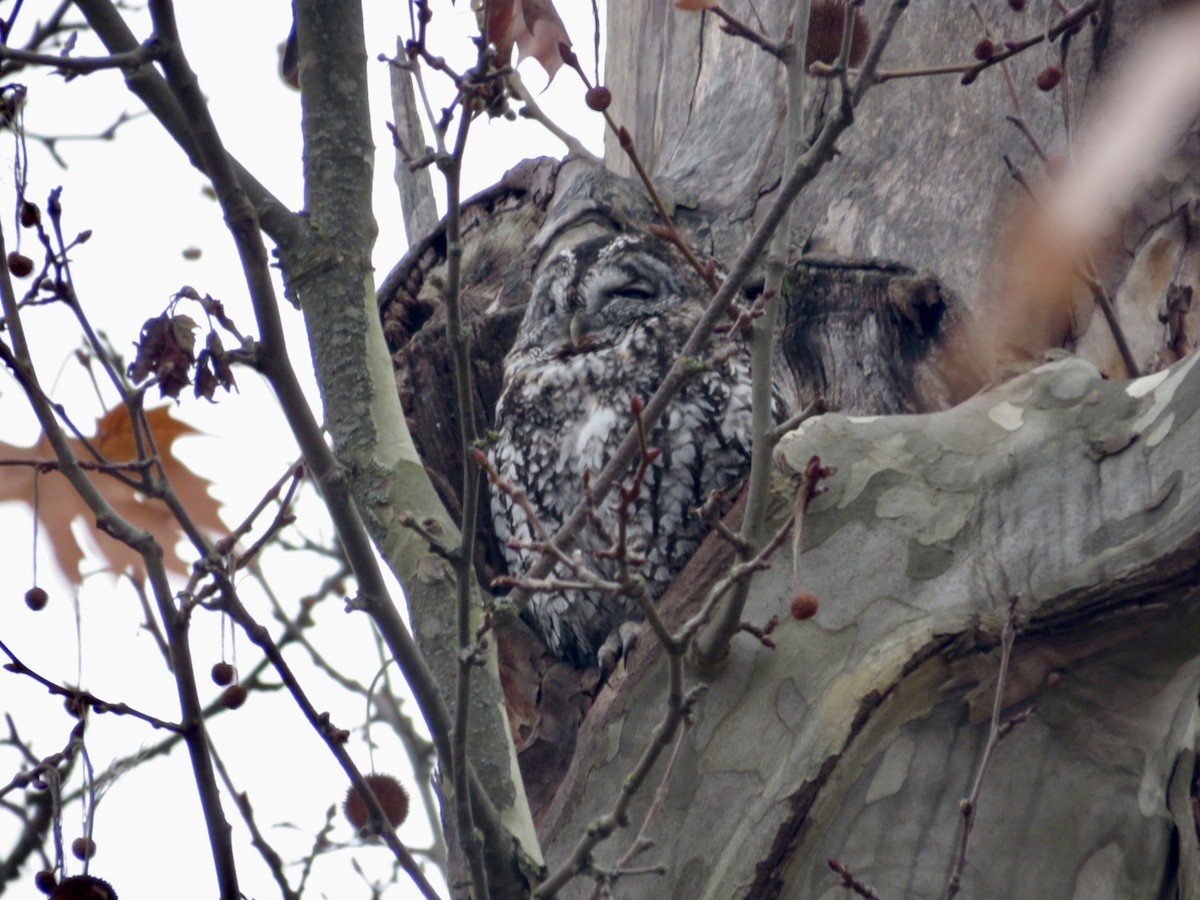 Tawny Owl - ML647030906