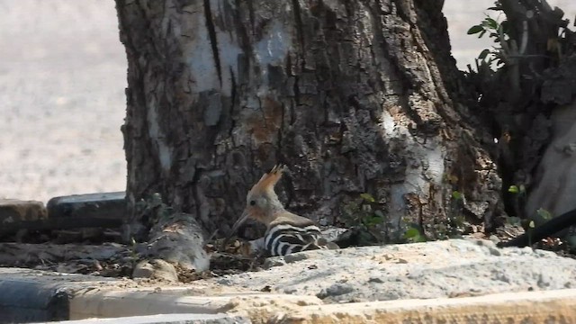 Одуд євразійський - ML647030910