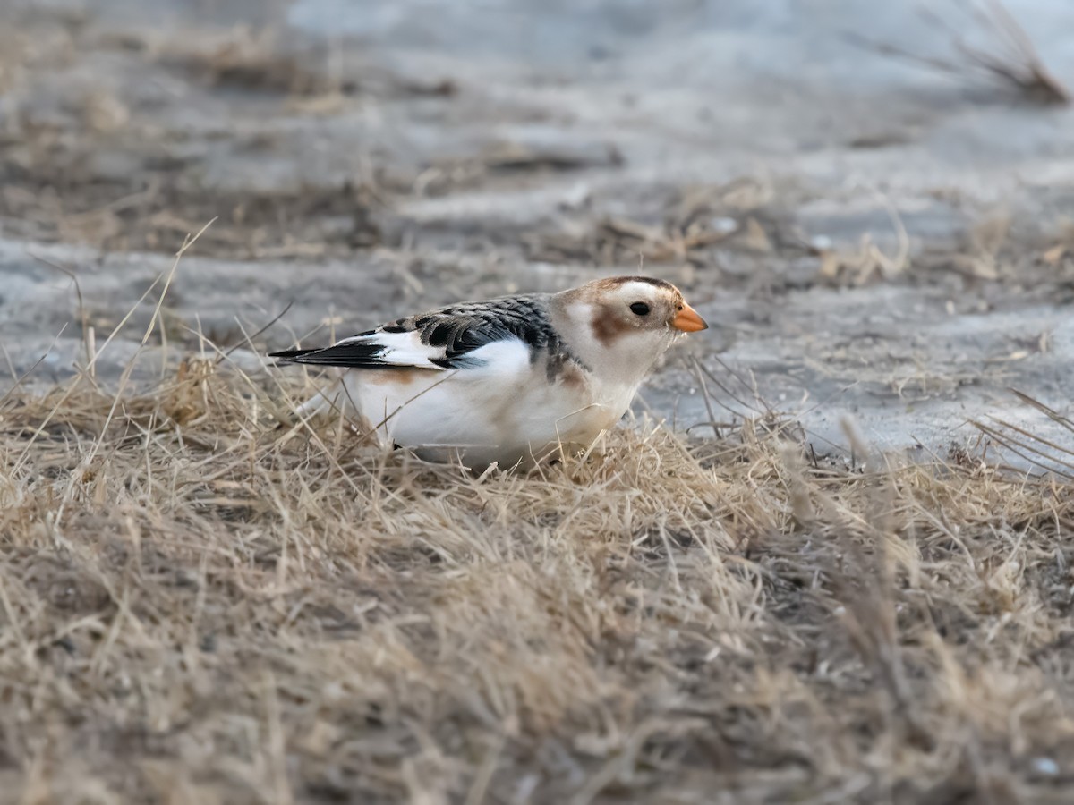 Snow Bunting - ML647030911