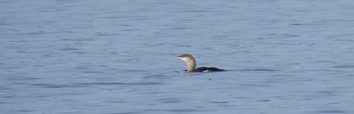 צוללן אדום-גרון - ML647030934
