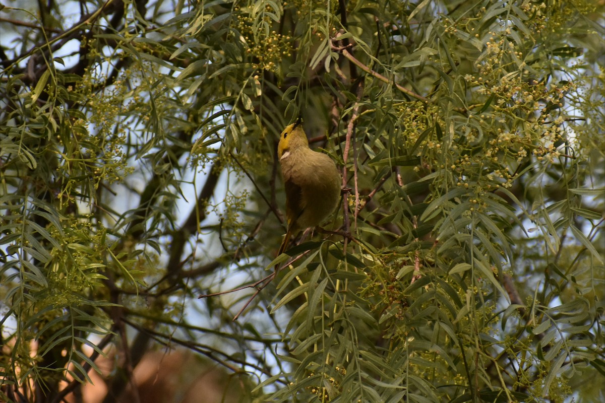 hvitsmykkehonningeter - ML647030935