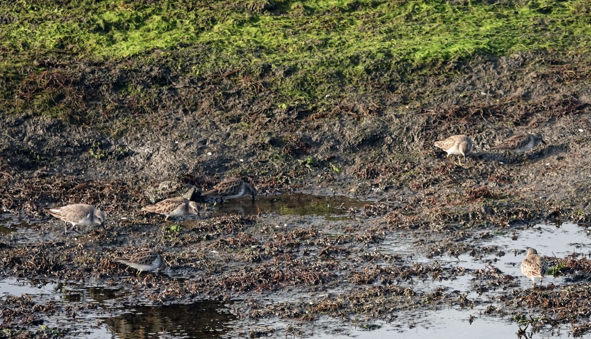 Least Sandpiper - ML647030962