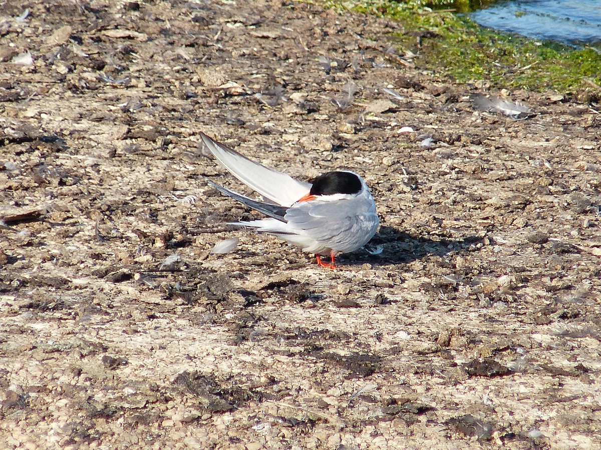 燕鷗 - ML647030963