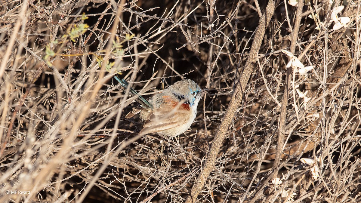 Purple-backed Fairywren (Purple-backed) - ML647030974