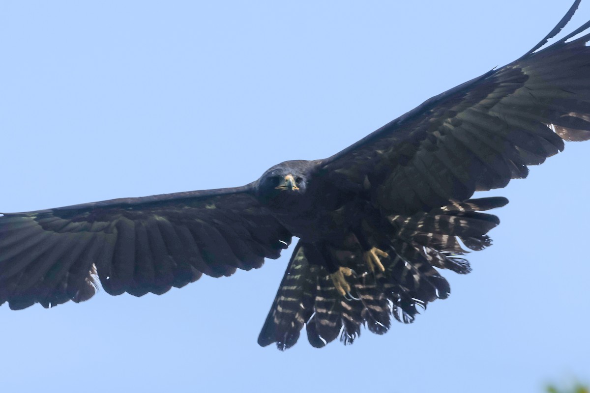 Black Eagle - ML647030978