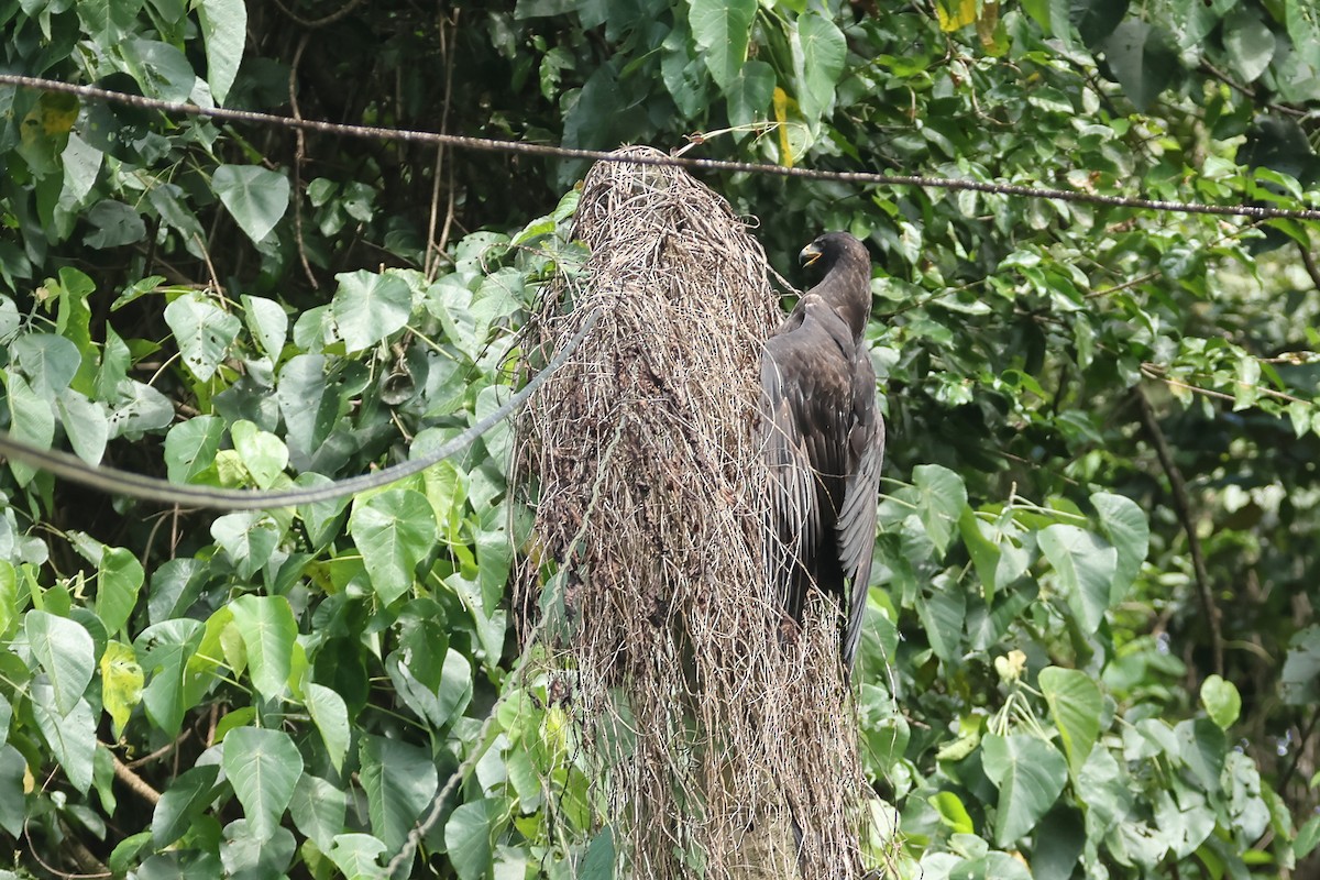 Black Eagle - ML647030979