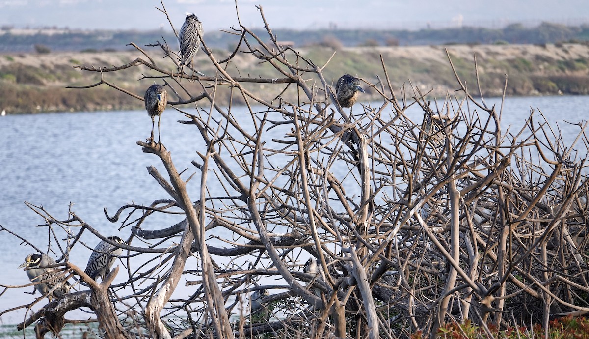 Yellow-crowned Night Heron - ML647030985