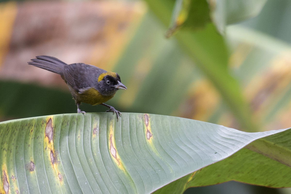 Dusky-faced Tanager - ML647030988