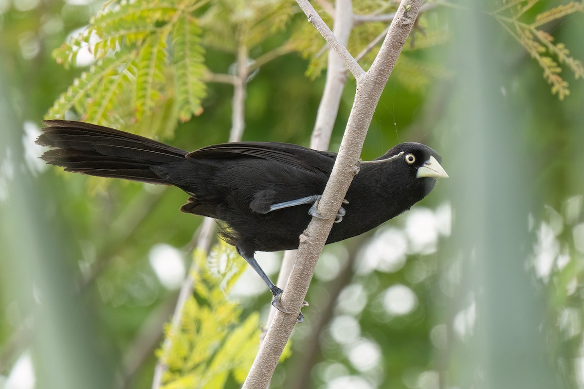 Yellow-billed Cacique - ML647030991